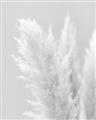 Picture of Creamy Petal Pampas I _GroupedProduct_Rectangle_Portrait_Photography _GroupedProduct_Rectangle_Portrait_Unframed_Print_Only_