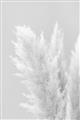 Picture of Creamy Petal Pampas I _GroupedProduct_Rectangle_Portrait_Photography _GroupedProduct_Rectangle_Portrait_Unframed_Print_Only_