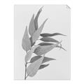 Picture of Dried Eucalyptus Blossom _GroupedProduct_Rectangle_Portrait_Photography _GroupedProduct_Rectangle_Portrait_Unframed_Print_Only_