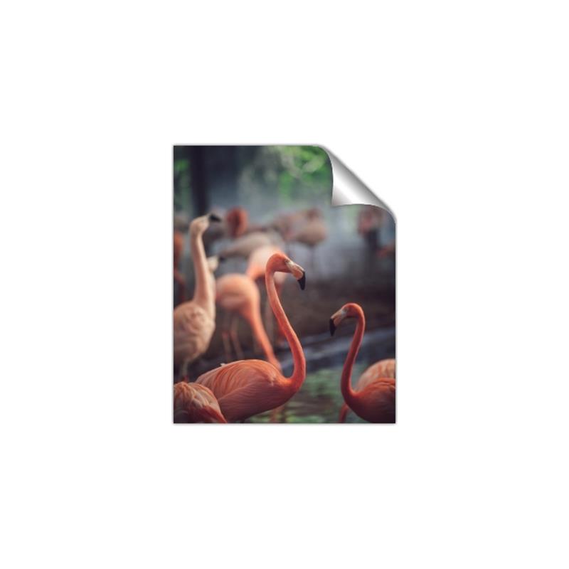 Picture of Flamingo _GroupedProduct_Rectangle_Portrait_Photography _GroupedProduct_Rectangle_Portrait_Unframed_Print_Only_