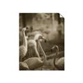Picture of Flamingo _GroupedProduct_Rectangle_Portrait_Photography _GroupedProduct_Rectangle_Portrait_Unframed_Print_Only_