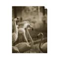 Picture of Flamingo _GroupedProduct_Rectangle_Portrait_Photography _GroupedProduct_Rectangle_Portrait_Unframed_Print_Only_