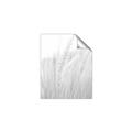 Picture of Rhapsody of Grass Blades _GroupedProduct_Rectangle_Portrait_Photography _GroupedProduct_Rectangle_Portrait_Unframed_Print_Only_