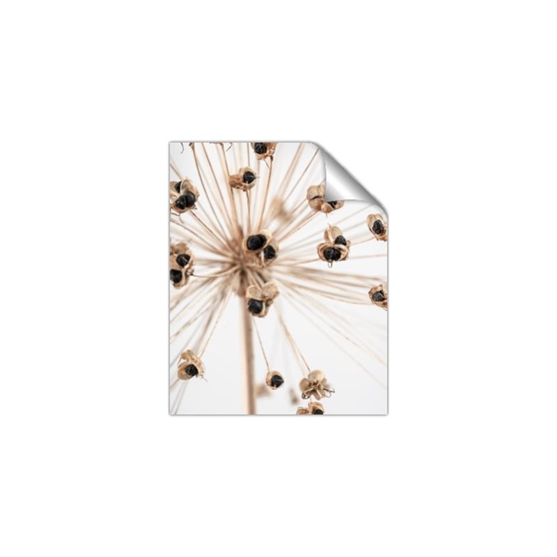 Picture of Ethereal Flower _GroupedProduct_Rectangle_Portrait_Photography _GroupedProduct_Rectangle_Portrait_Unframed_Print_Only_