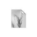 Picture of Enchanted Pampas Grass _GroupedProduct_Rectangle_Portrait_Photography _GroupedProduct_Rectangle_Portrait_Unframed_Print_Only_
