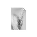 Picture of Enchanted Pampas Grass _GroupedProduct_Rectangle_Portrait_Photography _GroupedProduct_Rectangle_Portrait_Unframed_Print_Only_