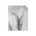 Picture of Enchanted Pampas Grass _GroupedProduct_Rectangle_Portrait_Photography _GroupedProduct_Rectangle_Portrait_Unframed_Print_Only_