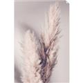Picture of Enchanted Pampas Grass _GroupedProduct_Rectangle_Portrait_Photography _GroupedProduct_Rectangle_Portrait_Unframed_Print_Only_