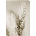 Picture of Enchanted Pampas Grass _GroupedProduct_Rectangle_Portrait_Photography _GroupedProduct_Rectangle_Portrait_Unframed_Print_Only_