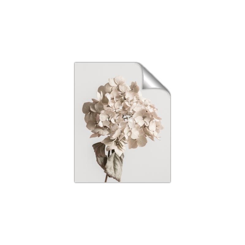 Picture of Lullaby of a Beige Flower _GroupedProduct_Rectangle_Portrait_Photography _GroupedProduct_Rectangle_Portrait_Unframed_Print_Only_