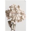 Picture of Lullaby of a Beige Flower _GroupedProduct_Rectangle_Portrait_Photography _GroupedProduct_Rectangle_Portrait_Unframed_Print_Only_