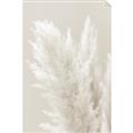 Picture of Creamy Petal Pampas I _GroupedProduct_Rectangle_Portrait_Photography _GroupedProduct_Rectangle_Portrait_Unframed_Print_Only_