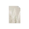 Picture of Creamy Petal Pampas II _GroupedProduct_Rectangle_Portrait_Photography _GroupedProduct_Rectangle_Portrait_Unframed_Print_Only_