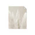 Picture of Creamy Petal Pampas II _GroupedProduct_Rectangle_Portrait_Photography _GroupedProduct_Rectangle_Portrait_Unframed_Print_Only_