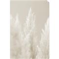 Picture of Creamy Petal Pampas II _GroupedProduct_Rectangle_Portrait_Photography _GroupedProduct_Rectangle_Portrait_Unframed_Print_Only_