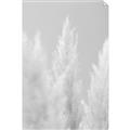 Picture of Creamy Petal Pampas II _GroupedProduct_Rectangle_Portrait_Photography _GroupedProduct_Rectangle_Portrait_Unframed_Print_Only_