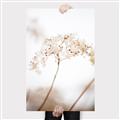 Picture of Desert Bloom Elegance _GroupedProduct_Rectangle_Portrait_Photography _GroupedProduct_Rectangle_Portrait_Canvas_