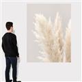 Picture of Creamy Petal Pampas I _GroupedProduct_Rectangle_Portrait_Photography _GroupedProduct_Rectangle_Portrait_Canvas_