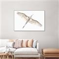 Picture of Serenade Flight _GroupedProduct_Rectangle_Landscape_Photography _GroupedProduct_Rectangle_Landscape_Canvas_Framed_