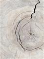 Picture of Cracked Wood _GroupedProduct_Rectangle_Portrait_Photography _GroupedProduct_Rectangle_Portrait_Unframed_Print_Only_