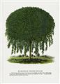 Picture of Kilmarnock Weeping Willow Tree Lithograph _GroupedProduct_Rectangle_Portrait_Unframed_Print_Only_