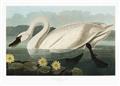 Picture of Vintage Floating White Swan _GroupedProduct_Rectangle_Landscape_Unframed_Print_Only_