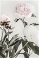 Picture of Romantic Blur Peony V _GroupedProduct_Rectangle_Portrait_Photography _GroupedProduct_Rectangle_Portrait_Unframed_Print_Only_