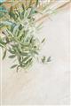 Picture of Few Olive Tree Leaves _GroupedProduct_Rectangle_Portrait_Photography _GroupedProduct_Rectangle_Portrait_Unframed_Print_Only_