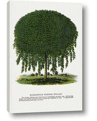 Picture of Kilmarnock Weeping Willow Tree Lithograph