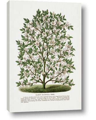 Picture of Hardy Magnolia Tree Lithograph