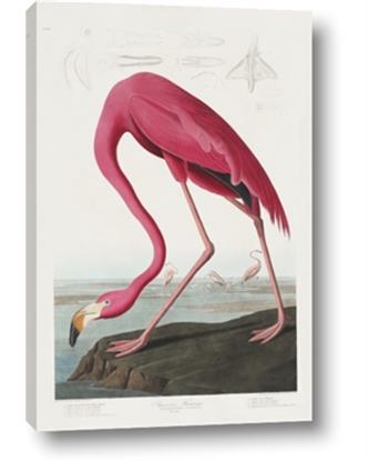 Picture of Vintage Pink Flamingo