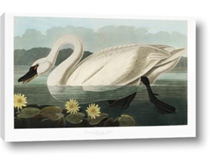 Picture of Vintage Floating White Swan