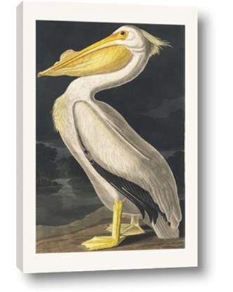 Picture of Vintage White Pelican