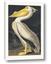 Picture of Vintage White Pelican