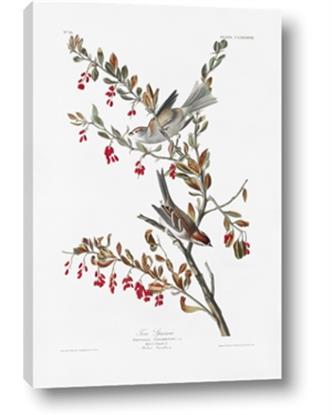 Picture of Vintage Tree Sparrow