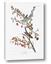 Picture of Vintage Tree Sparrow