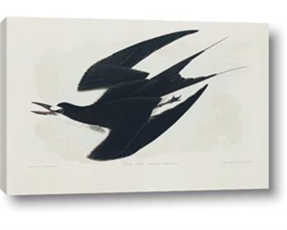 Picture of Vintage Black Sooty Tern