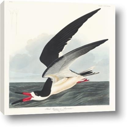 Picture of Black Skimmer From Birds of America (1827)