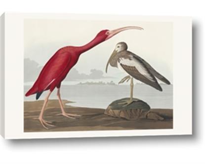 Picture of Vintage Scarlet Ibis Bird