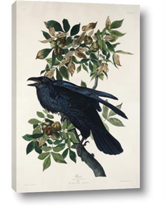 Picture of Raven From Birds of America (1827)