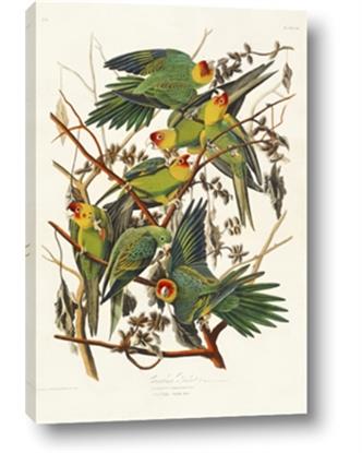 Picture of Vintage Carolina Parrot