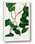 Picture of Nostalgic Green Murgrona Leaves