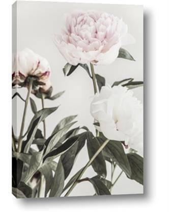 Picture of Romantic Blur Peony V
