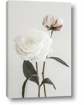 Picture of Romantic Blur Peony III