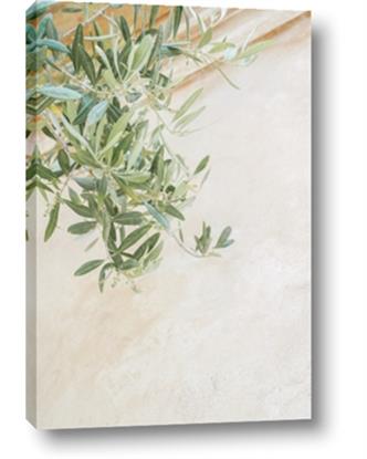 Picture of Few Olive Tree Leaves