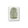 Picture of Hardy Magnolia Tree Lithograph _GroupedProduct_Rectangle_Portrait_Canvas_