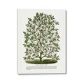 Picture of Hardy Magnolia Tree Lithograph _GroupedProduct_Rectangle_Portrait_Canvas_