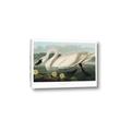 Picture of Vintage Floating White Swan _GroupedProduct_Rectangle_Landscape_Canvas_