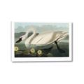 Picture of Vintage Floating White Swan _GroupedProduct_Rectangle_Landscape_Canvas_