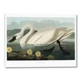 Picture of Vintage Floating White Swan _GroupedProduct_Rectangle_Landscape_Canvas_